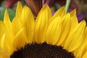 JW - sunflower fan 359